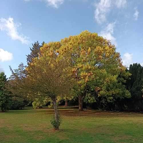 October tree with Alembic Books